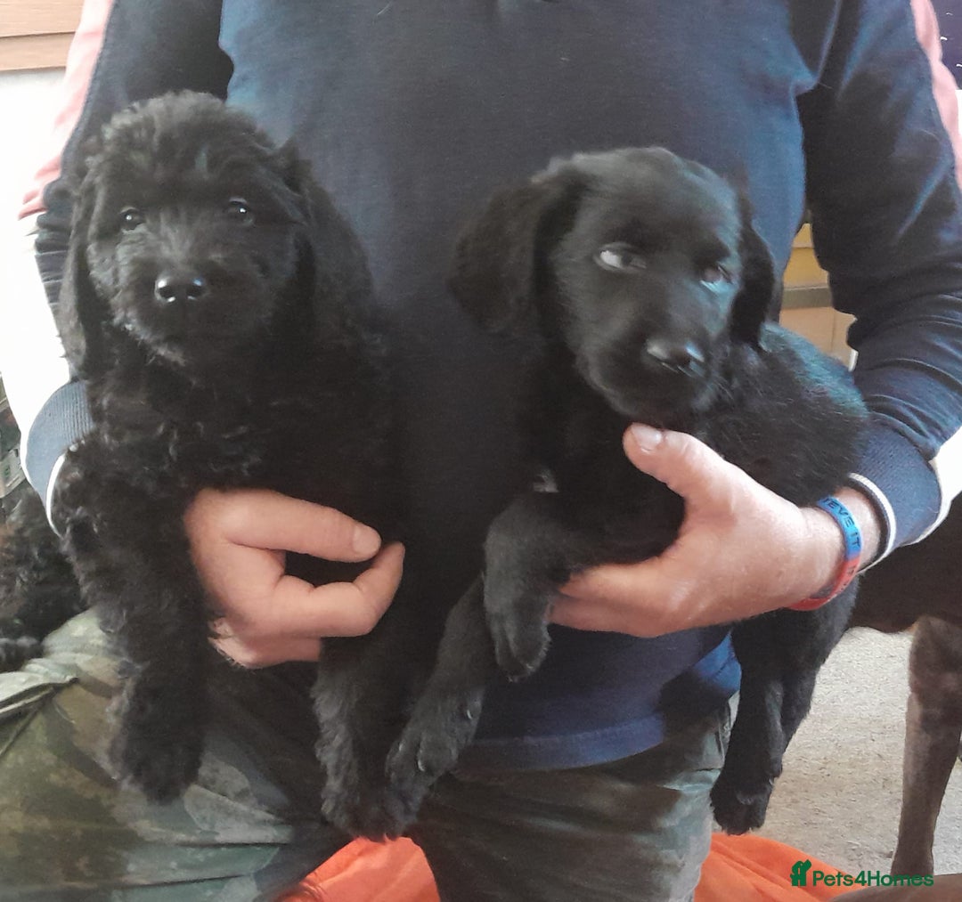 Labradoodle dogs for sale: mixed litter Black Labradoodles - Image 5