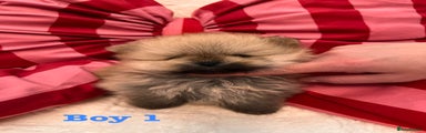 Pomeranian Puppy 4