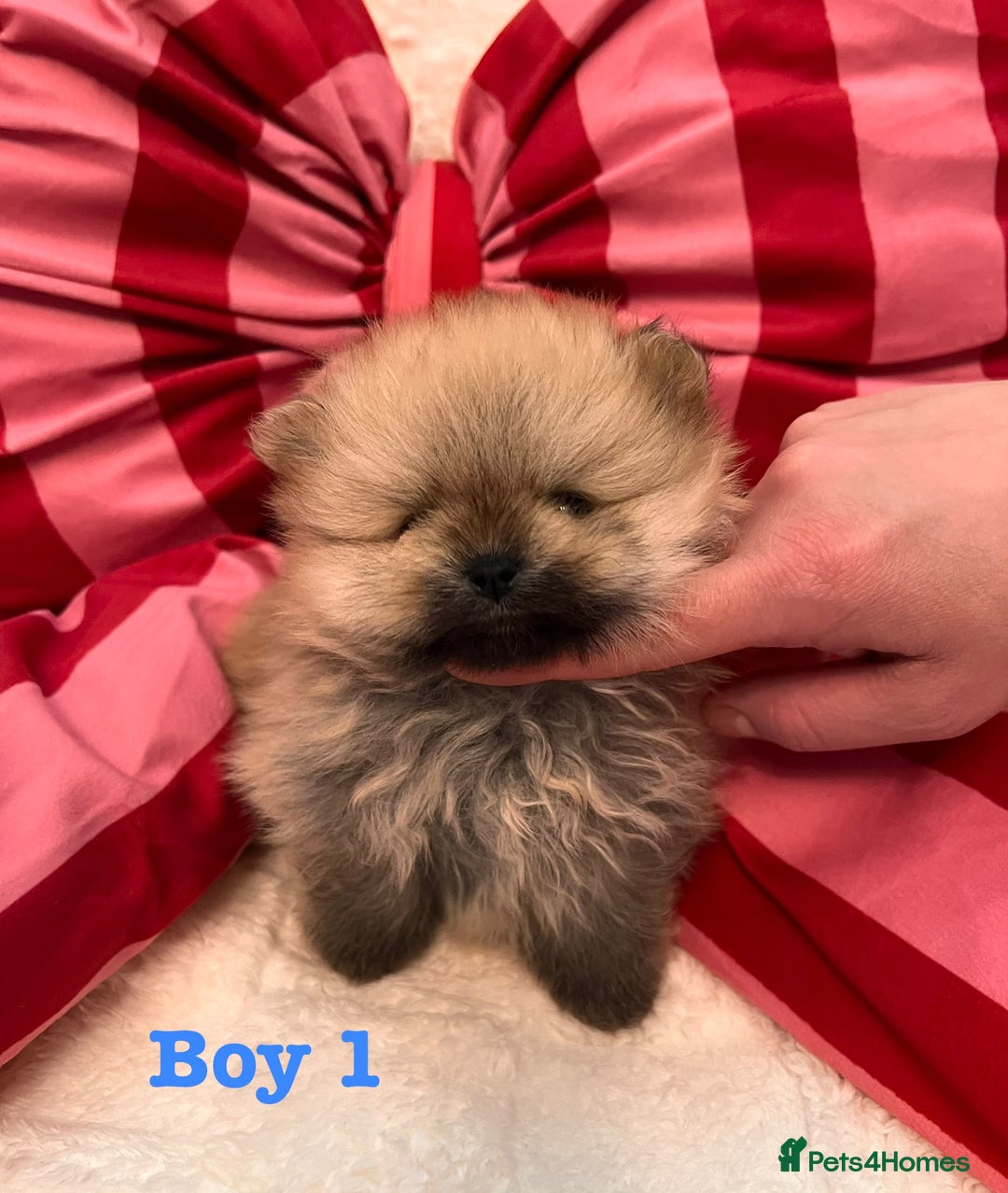 Pomeranian dogs for sale: Pomeranian Puppies looking for their new homes❤️ - Advert 9
