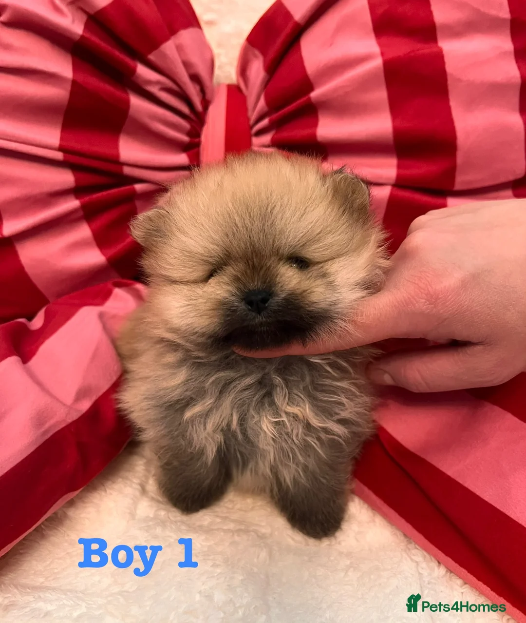 Pomeranian dogs for sale: Pomeranian Puppies looking for their new homes❤️ - Advert 14