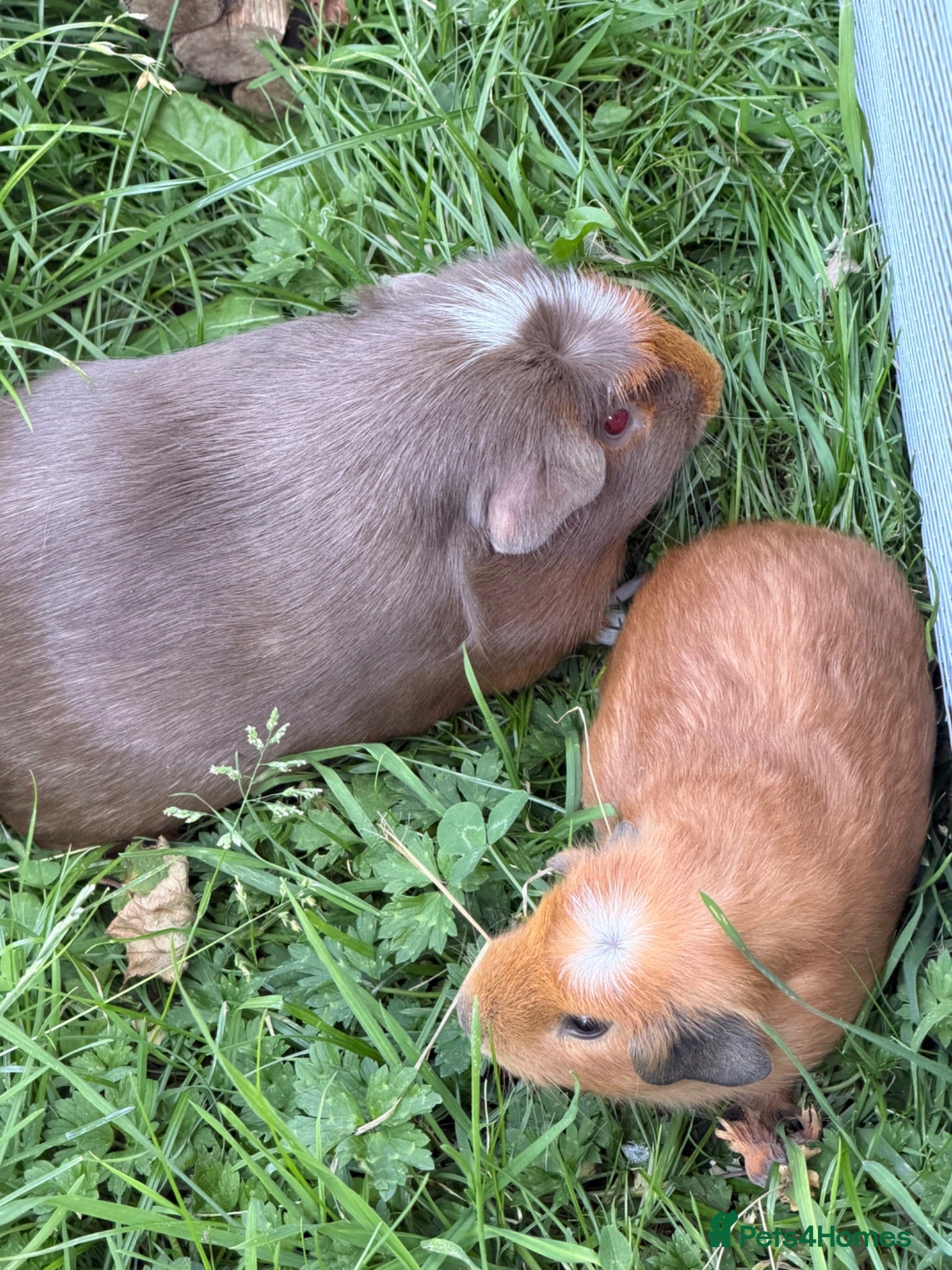 Guinea Pig rodents Very friendly young and baby boar pair  - Advert 20