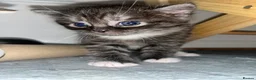 Mixed Breed cats for sale: STUNNING GREY AND WHITE TABBY BABIES FOR SALE✨ - Advert 2
