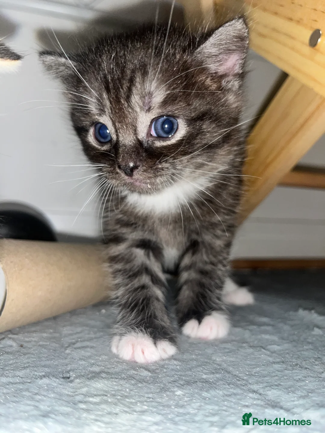 Mixed Breed cats for sale: STUNNING GREY AND WHITE TABBY BABIES FOR SALE✨ - Advert 2