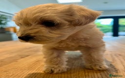 Mixed Breed dogs for sale: Gorgeous Westiepoo Puppies! - Image 8