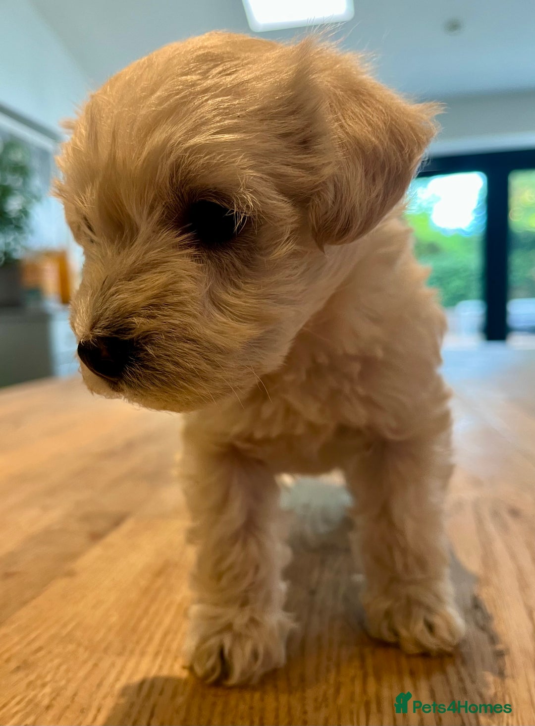 Mixed Breed dogs for sale: Gorgeous Westiepoo Puppies! - Image 8