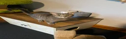 British Shorthair cats for sale: 3 year old female cat - Advert 2