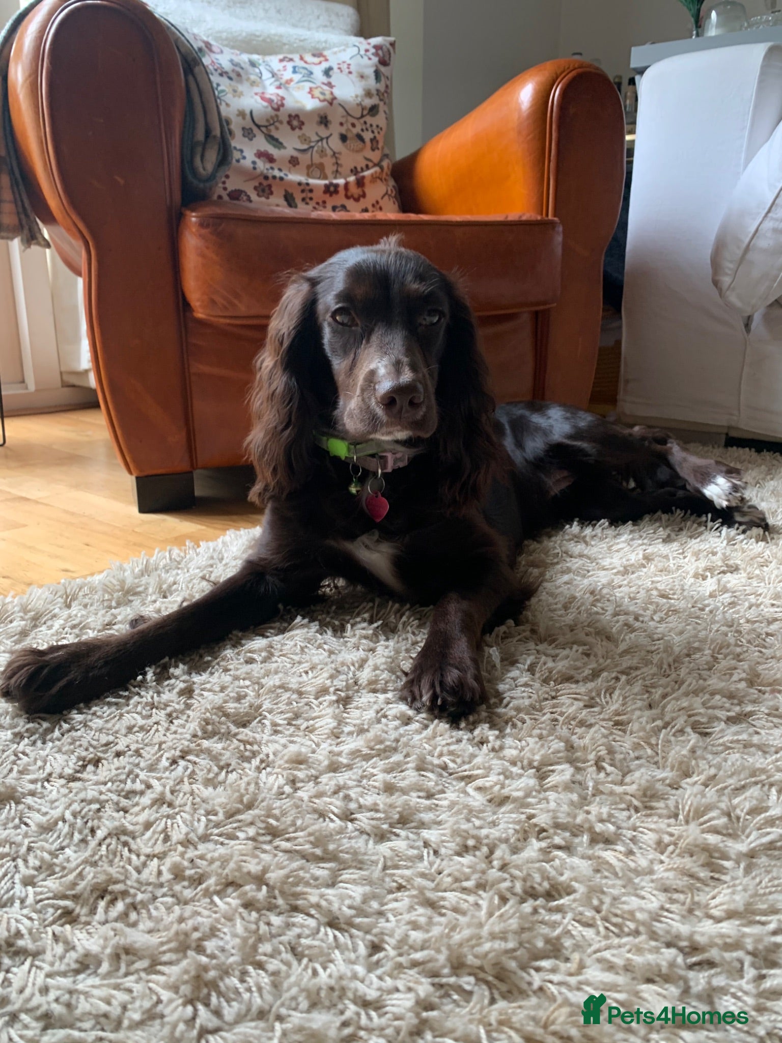 Cocker Spaniel dogs for sale: Stunning working cocker spaniels puppies  - Advert 1