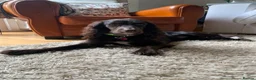 Cocker Spaniel dogs for sale: Stunning working cocker spaniels puppies  - Advert 1