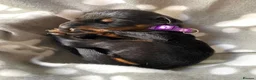 Dobermann dogs for sale: KC REGISTERED DOBERMAN PUPPIES - Advert 10