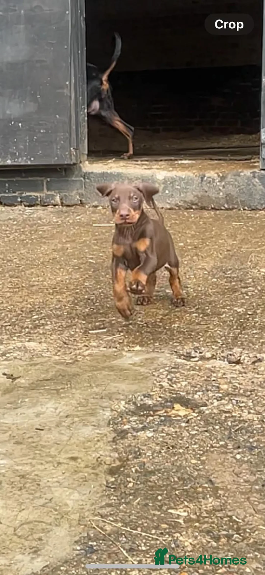 Dobermann dogs for sale: Doberman puppies  - Advert 2