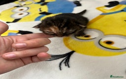 British Shorthair cats for sale: Kitten ready to leave 14th October  - Image 3