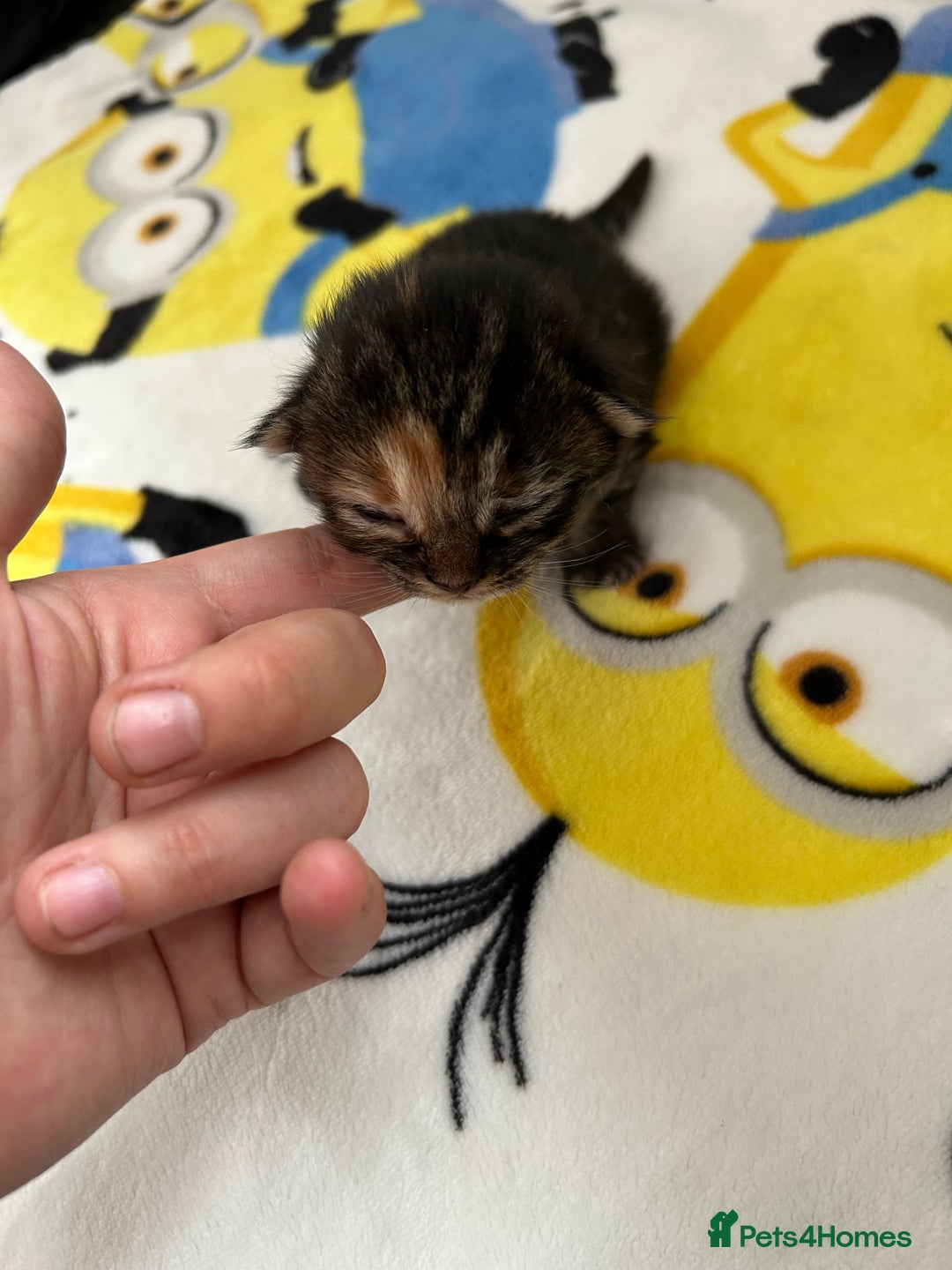 British Shorthair cats for sale: Kitten ready to leave 14th October  - Image 3