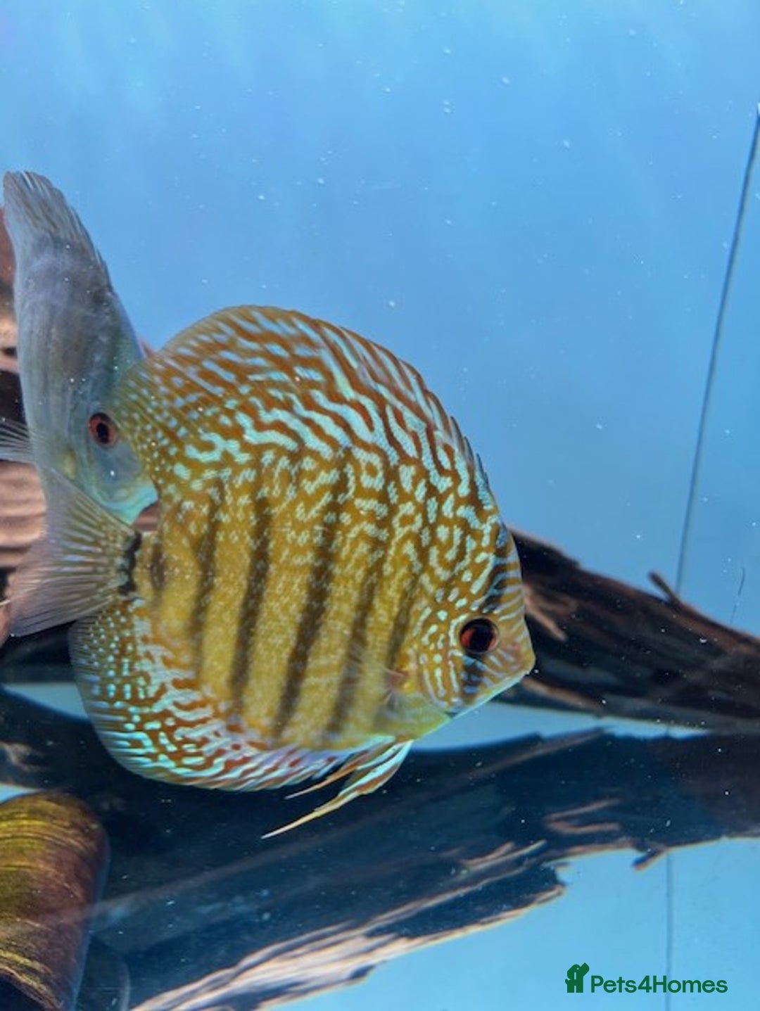 Discus fish for sale: HIGH QUALITY DISCUS £40 EACH  - Advert 15