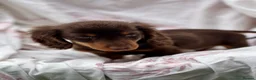 Miniature Dachshund dogs for sale: Long haired dachshund puppies  - Advert 5