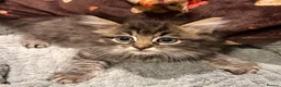 Ragdoll cats for sale: Ragdoll Kittens for sale 🖤 - Advert 11