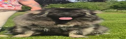 Caucasian Shepherd Dog dogs for sale: Caucasian shepherd Junior Champion  - Advert 10