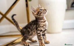 Bengal cats for sale: TICA-Certified Bengal Kittens, Show Quality - Image 30