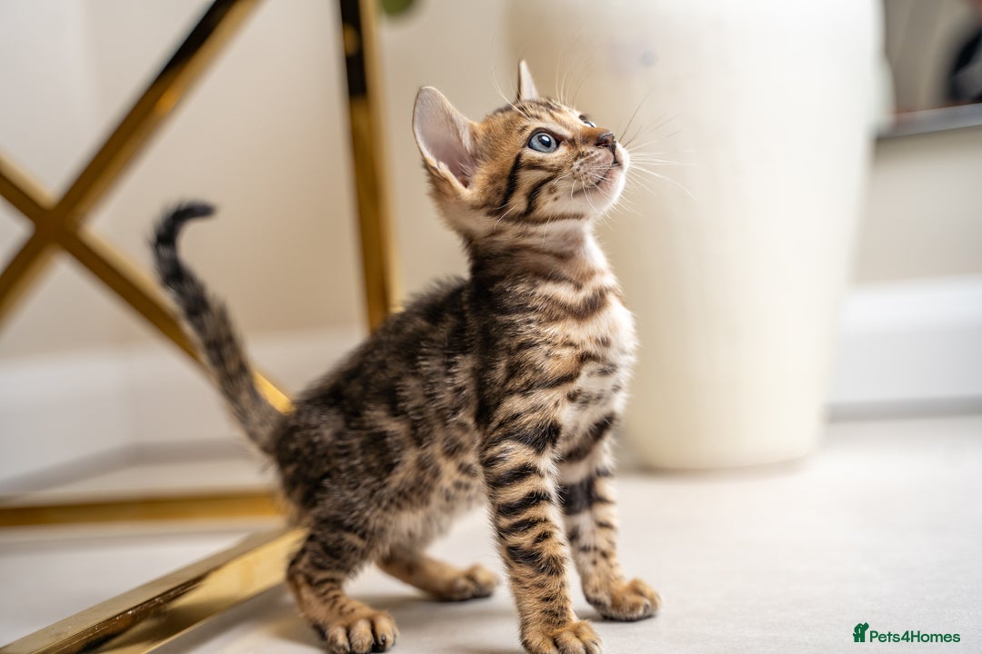Bengal cats for sale: TICA-Certified Bengal Kittens, Show Quality - Image 30