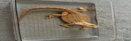 Bearded Dragon reptiles for sale: 1 year old female bearded dragon - Advert 1