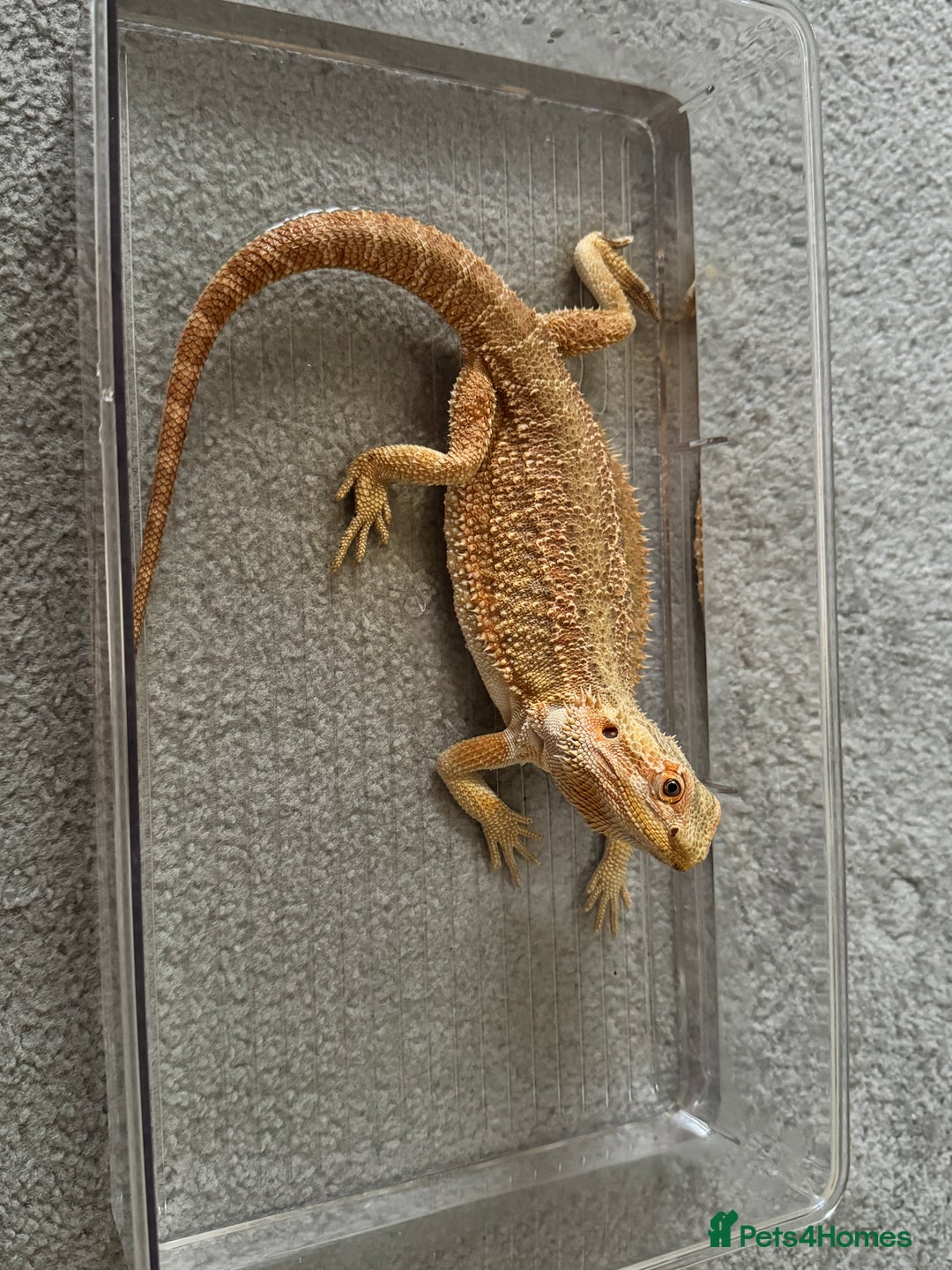 Bearded Dragon reptiles for sale: 1 year old female bearded dragon - Advert 1
