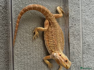 Bearded Dragon reptiles 1 year old female bearded dragon - Advert 13