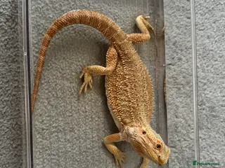 Bearded Dragon reptiles 1 year old female bearded dragon - Advert 10