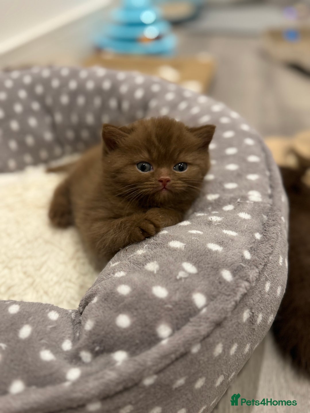 British Shorthair cats for sale: 🍫 Two Chocolate Girls British Shorthair Kittens🤎 - Image 7