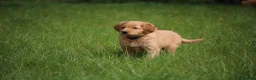 Golden Retriever dogs for sale: KC Registered Working Golden Retriever Puppies - Advert 9