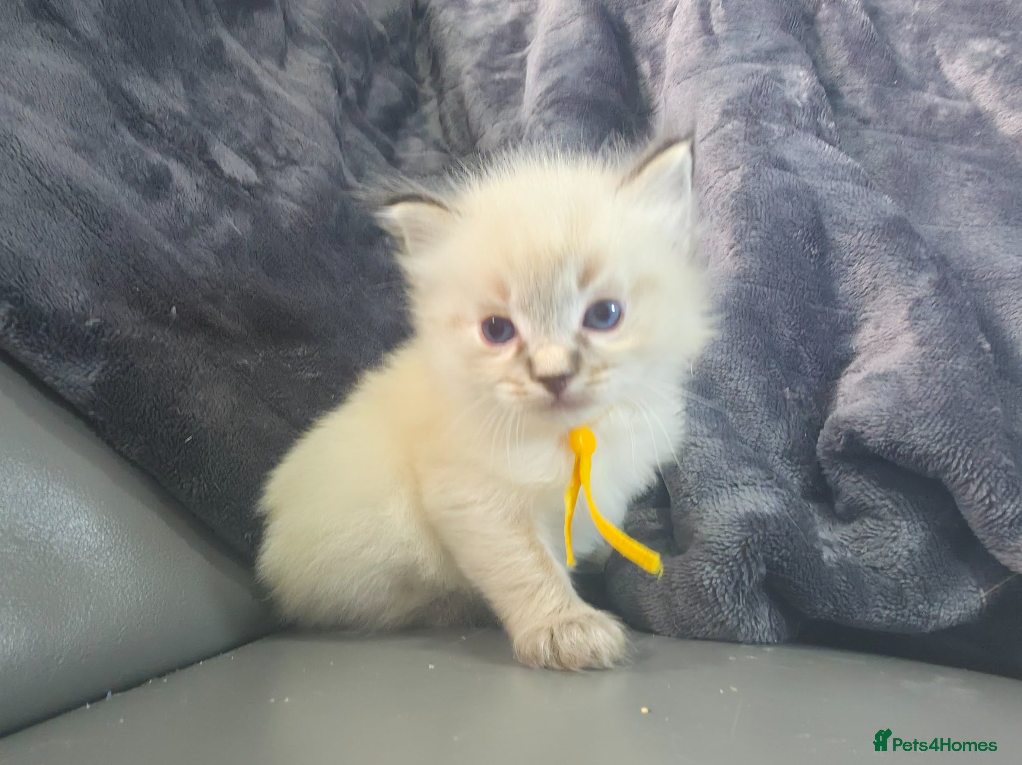 Ragdoll cats 2 female ragdoll looking for their forever laps - Advert 2