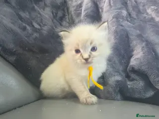 Ragdoll cats 2 female ragdoll looking for their forever laps - Advert 2