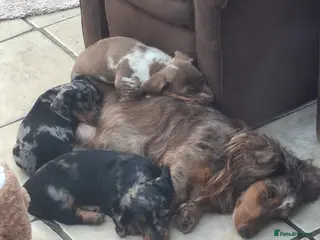 Dachshund dogs Miniature dachshund puppies in Sittingbourne - Advert 3