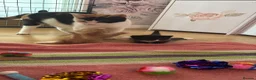 European cats for sale: Kittens  - Advert 18