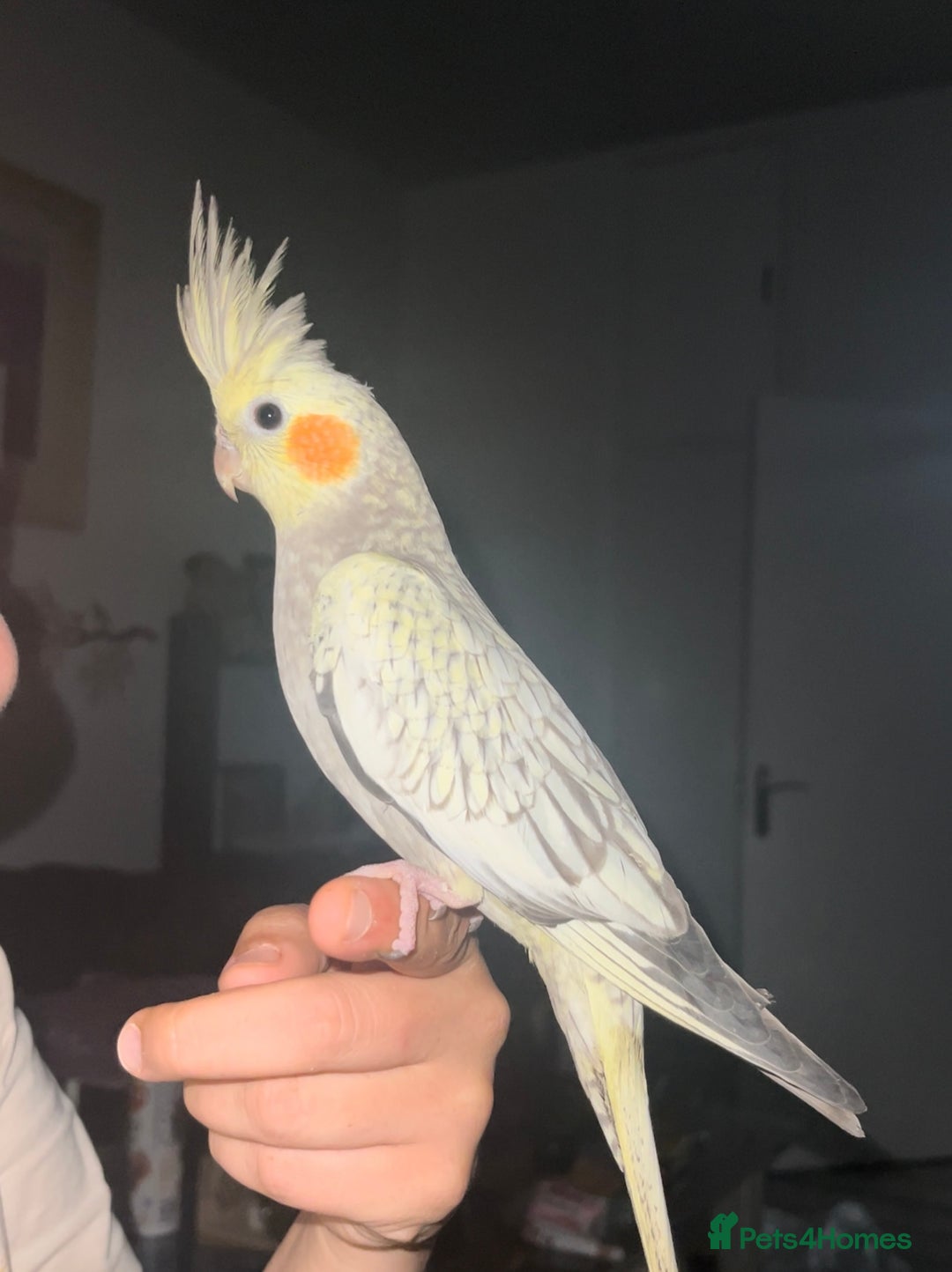 Cockatiels birds for sale: Hand reared cockatiel very friendly  - Image 7