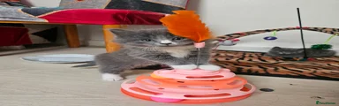 British Shorthair Kitten 2