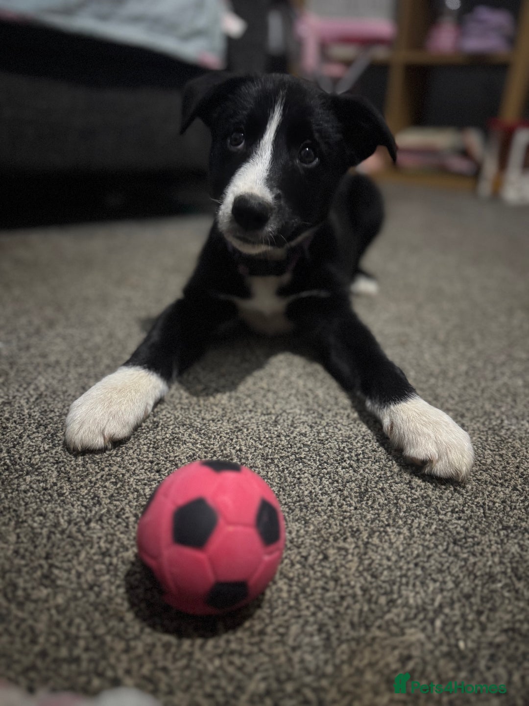 Border Collie dogs for sale: Boarder Collie Pups - Advert 7
