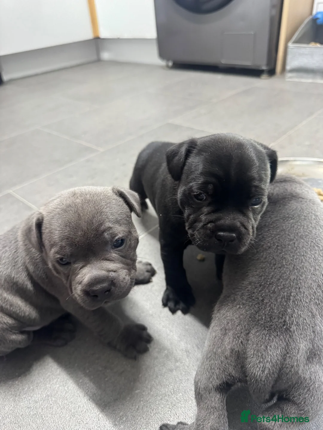 Staffordshire Bull Terrier dogs for sale: KC staffy pups  in Bridgend - Advert 11