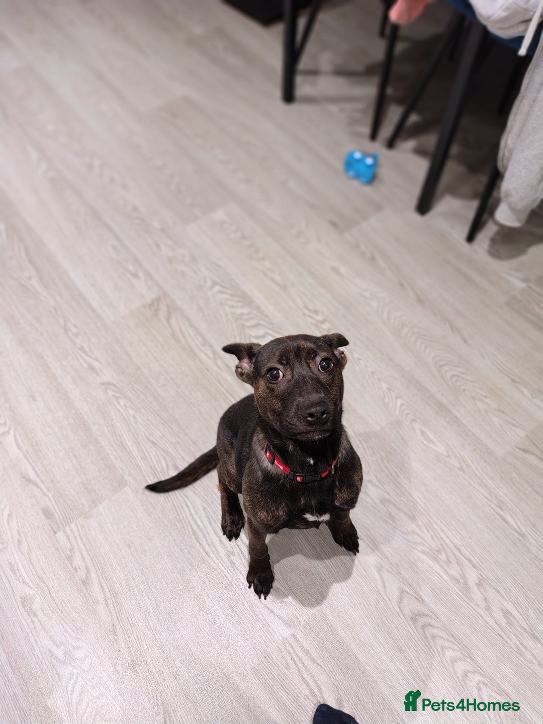 Mixed Breed dogs for sale: Lovely lady looking for a home with time - Advert 1