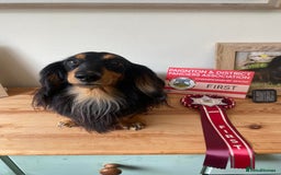 Miniature Dachshund dogs for sale: Handsome quality long haired male available  - Image 21