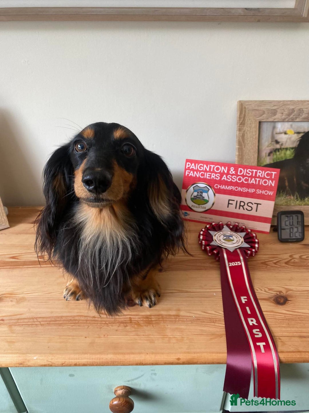 Miniature Dachshund dogs for sale: Handsome quality long haired male available  - Image 21