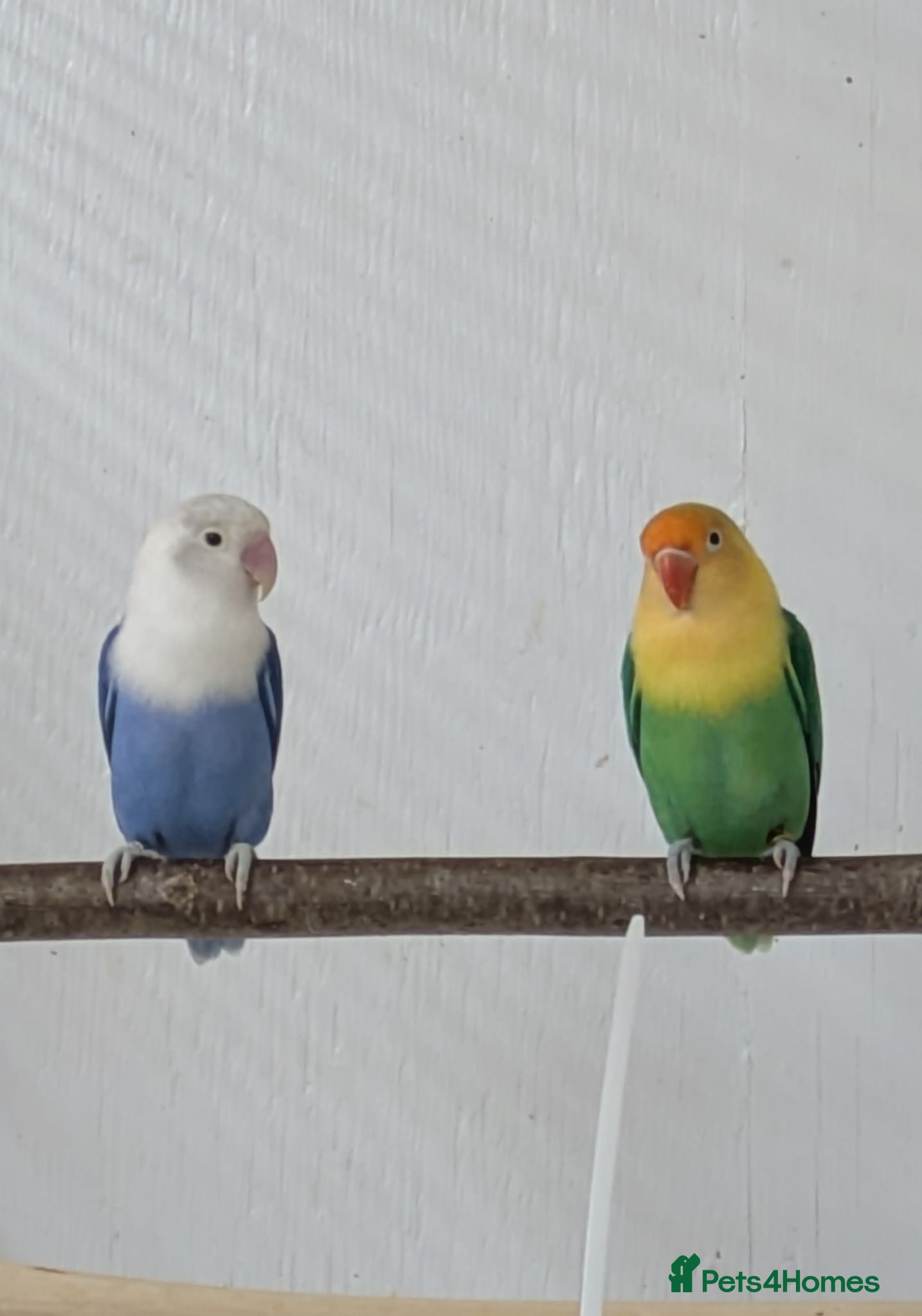 Lovebirds birds Opaline Lovebirds  - Advert 2