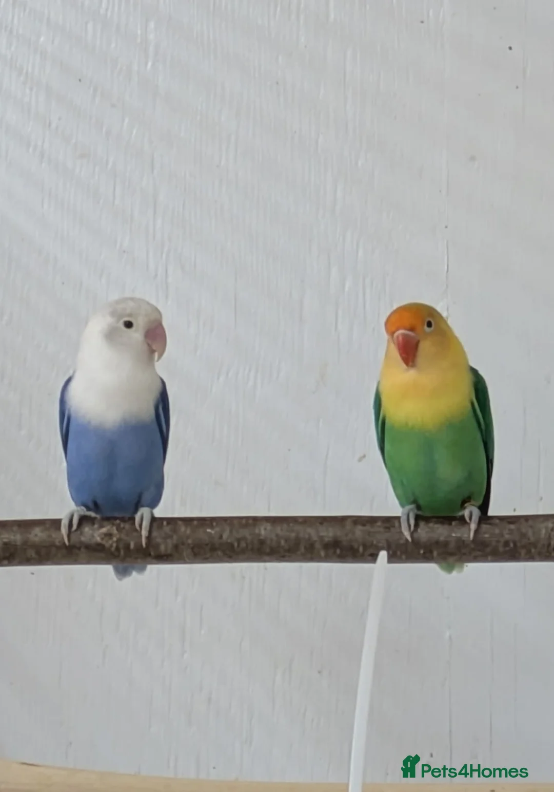 Lovebirds birds for sale: Opaline Lovebirds  in Hereford - Advert 2