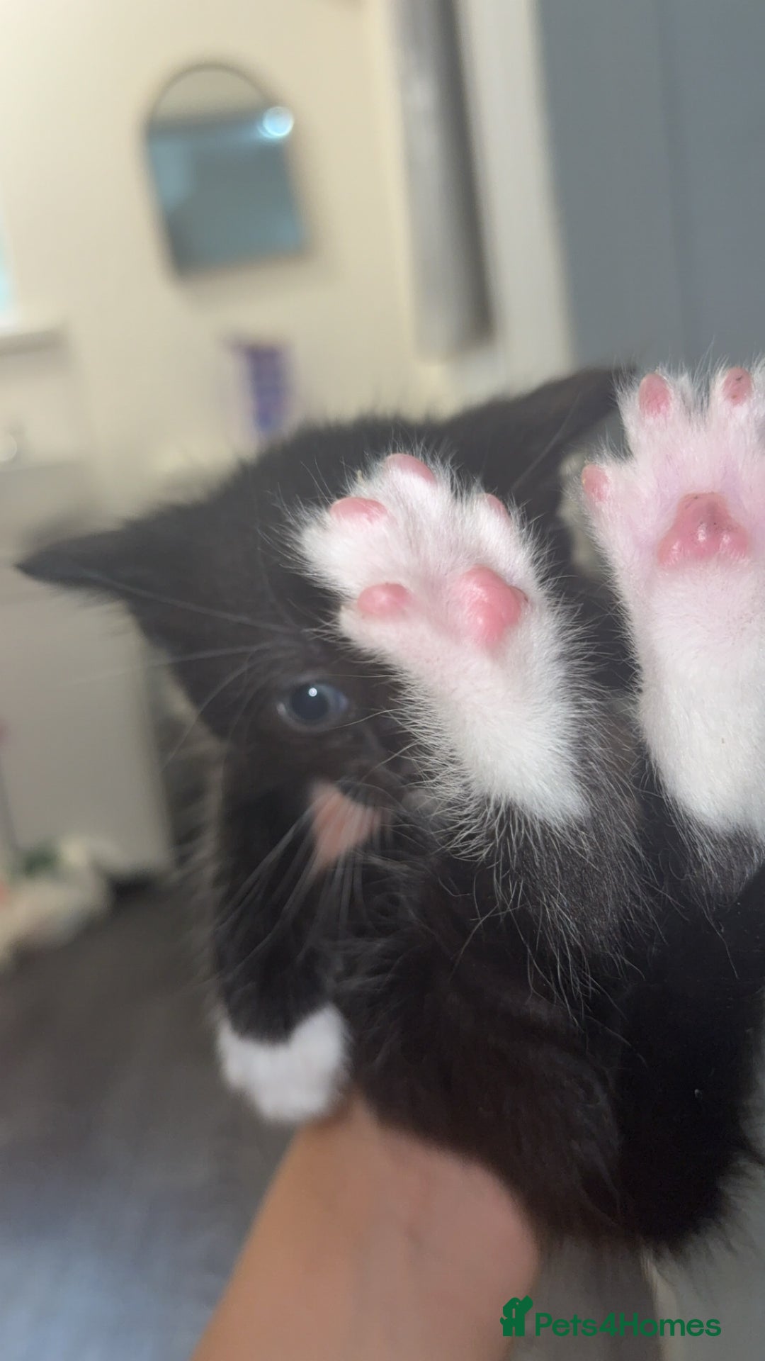 British Shorthair cats for sale: 6 beautiful black and white kittens - Image 15