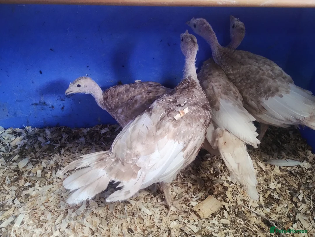 Turkeys poultry for sale: Bourbon red turkey's - Advert 2