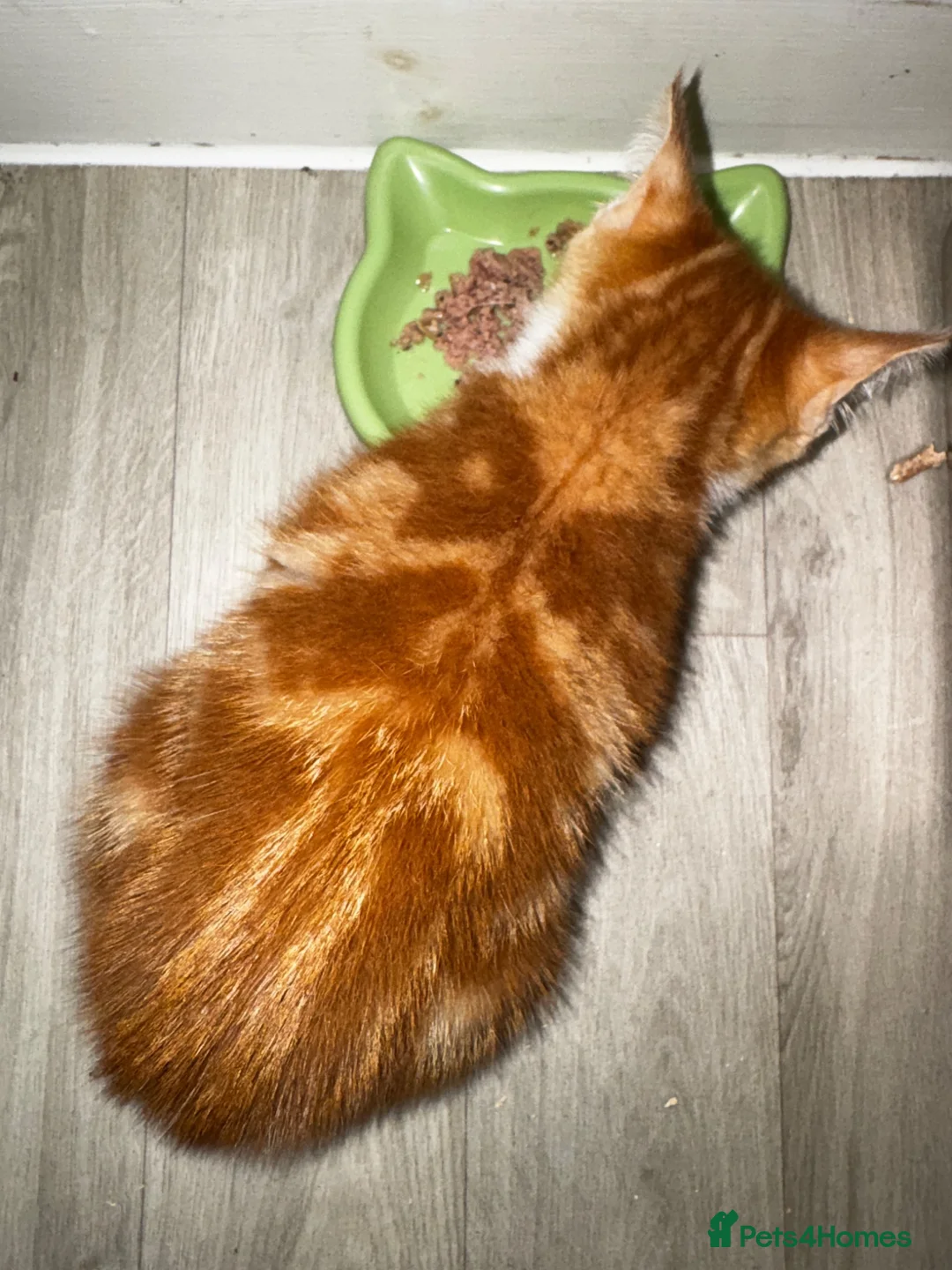 Mixed Breed cats for sale: Red and white bobtail male - Advert 7