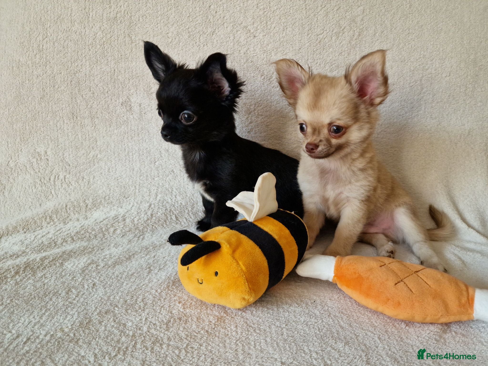 Chihuahua dogs ONLY 2 LEFT! Stunning Chihuahua Puppies READY NOW - Advert 8