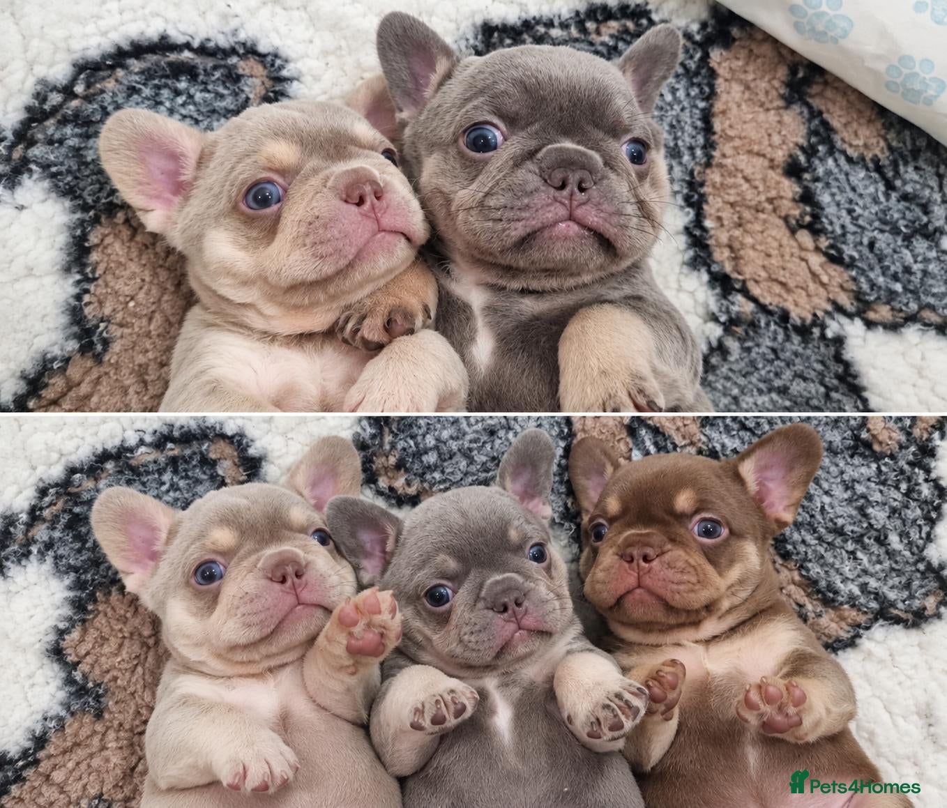 French Bulldog dogs Exceptional KC Registered French Bulldog Puppies - Advert 2