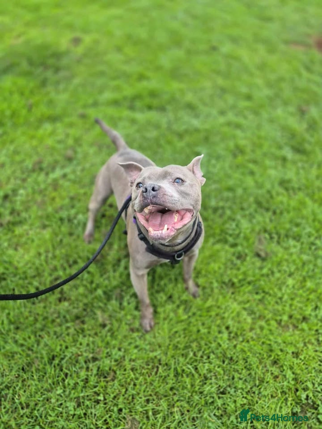 Staffordshire Bull Terrier dogs for adoption: BRANDY - 7 year old male Blue staffie - Image 2
