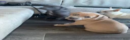 Mixed Breed dogs for sale: Puppies  in Battle - Advert 5