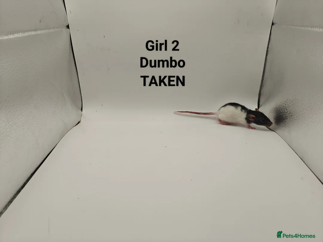 Rat rodents for sale: DEC: 24 Rats (3 Rats: 3 Boys Left) - Advert 17