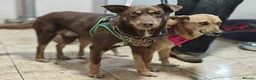 Mixed Breed dogs for adoption: 💙🐶 KAI & ❤️🐶 GERDA– LIKE IN A FAIRY TALE in Burton-on-Trent - Advert 16